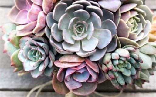 属鼠男人是否吝啬探讨个性与财务观念